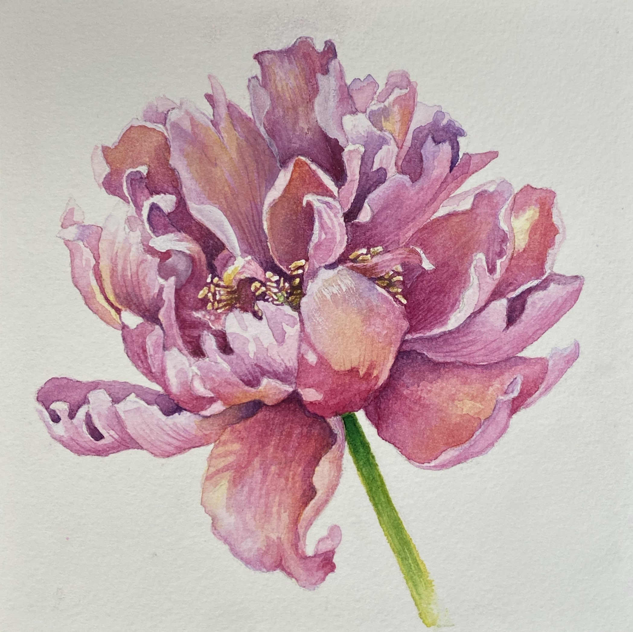 Peony Watercolor